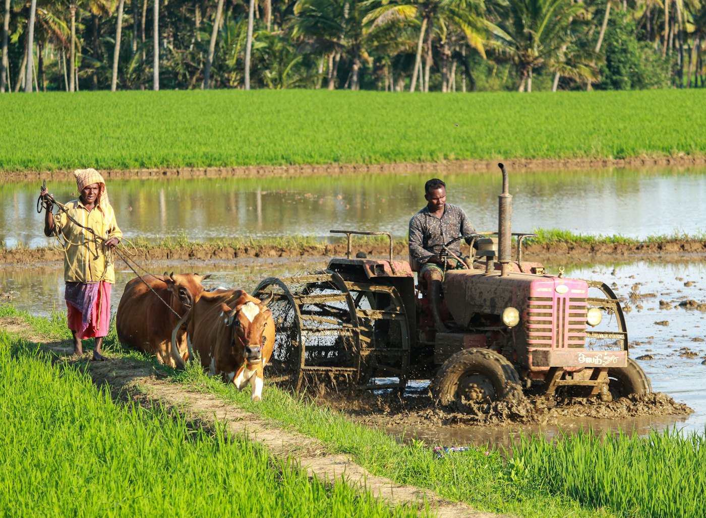 Indian farmers working a paddy field with a tractor — agricultural sector
