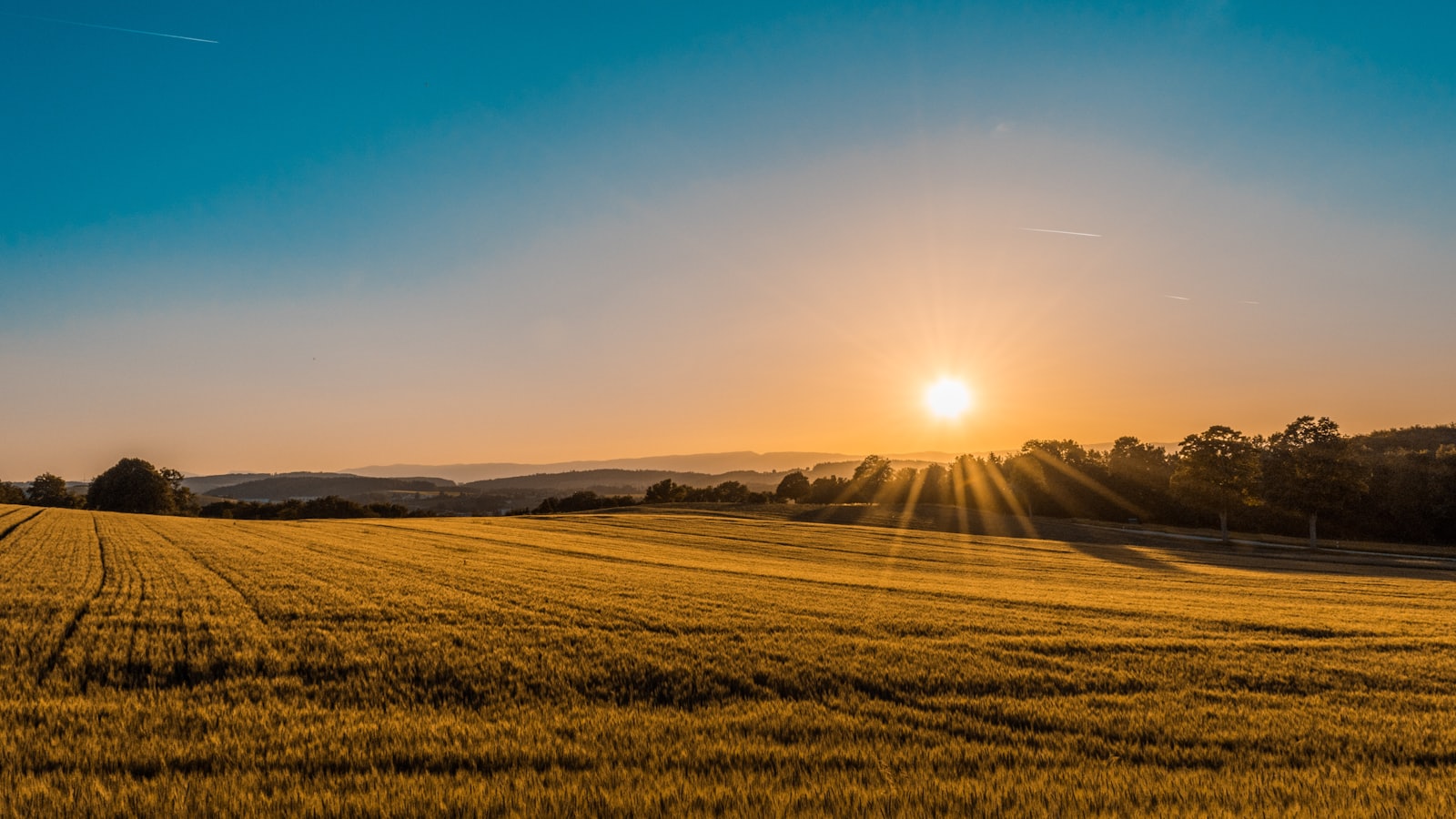 Golden grain field at sunset ready for harvest